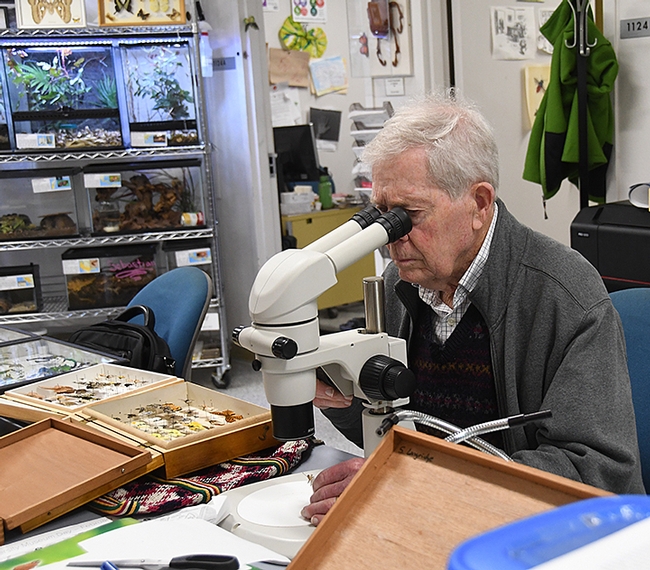 Jerry Powell, emeritus director of the Essig Museum of Entomology, examines a specimen under the microscope. (Photo by Kathy Keatley Garvey)