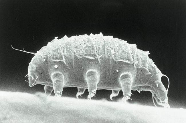 A tardigrade, scanning electron microscope image. (Wikipedia)