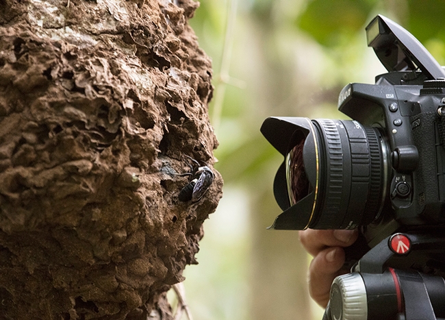 Natural history photographer Clay Bolt photographs Wallace’s Giant See in its nest. The bee nests  in active termite mounds in the North Moluccas, Indonesia. (Copyright Simon Robson)