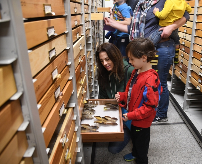 UC Davis employee Michele Belden shows her son, Cash, 5, some of the butterflies in the Bohart Museum of Entomology. Belden manages the Aggie Surplus, formerly Bargain Barn, on campus. (Photo by Kathy Keatley Garvey)