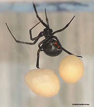 A black widow spider guarding her egg sacs. (Photo by Kathy Keatley Garvey)