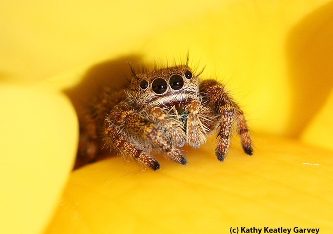 Eye-to-eye with a jumping spider. (Photo by Kathy Keatley Garvey)