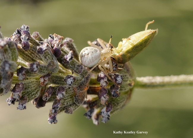 A crab spider dining on a stink bug. (Photo by Kathy Keatley Garvey)