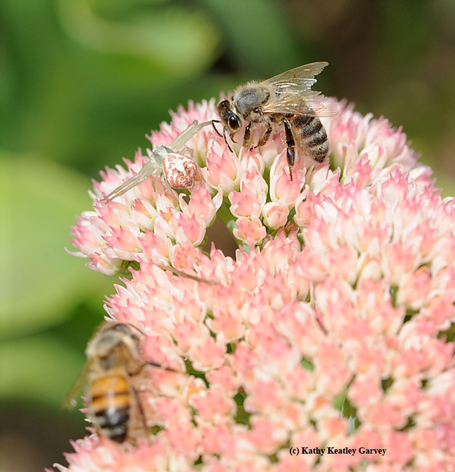Find the camouflaged crab spider on the sedum. Honey bee, be aware. (Photo by Kathy Keatley Garvey)