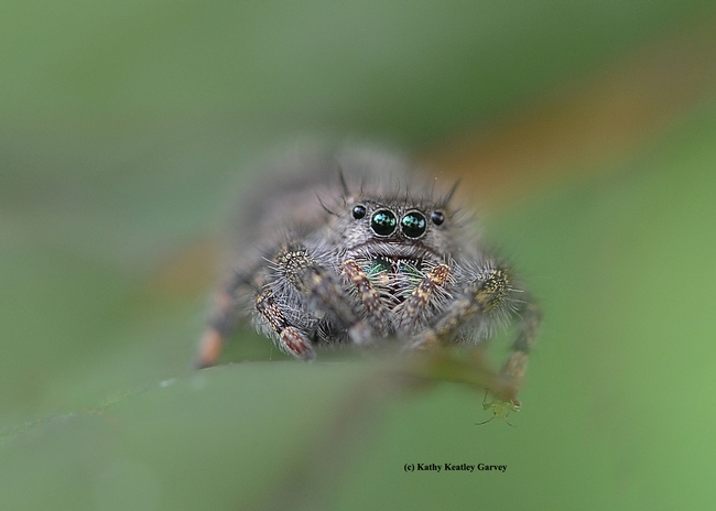 A jumping spider peers at the camera. (Photo by Kathy Keatley Garvey)