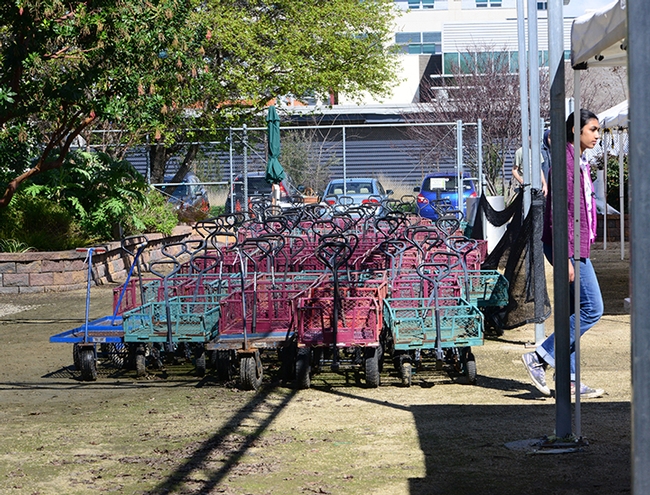 Carts are all lined up--ready for customers. (Photo by Kathy Keatley  Garvey)