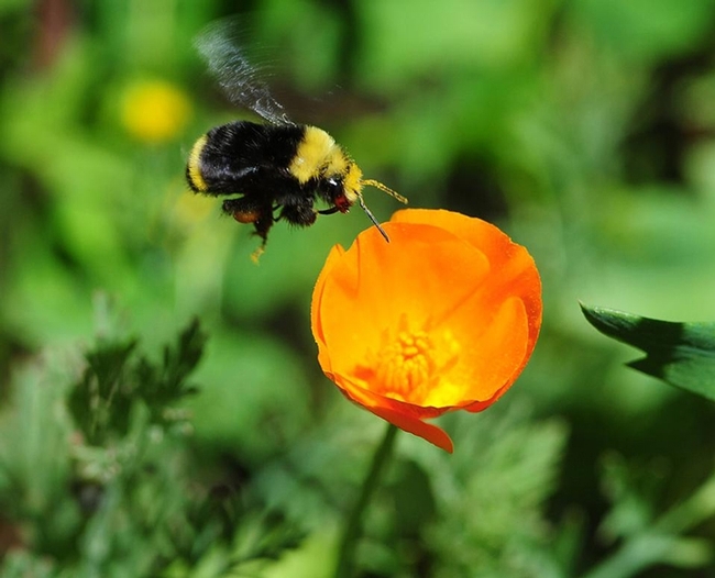 A yellow-faced bumble bee, Bombus vosnesenskii, heading toward a California poppy. (Photo by Kathy Keatley Garvey)