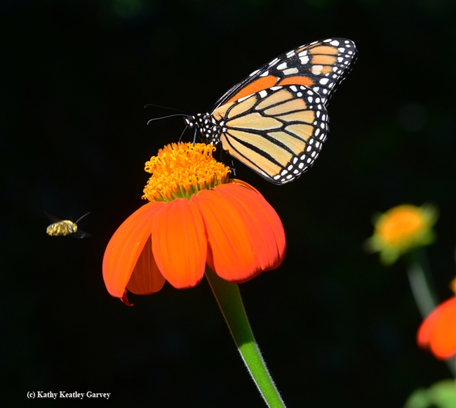 A longhorned bee, Melissodes agilis, targets a monarch nectaring on a Mexican sunflower (Tithonia) in Vacaville, Calif.(Photo by Kathy Keatley Garvey)
