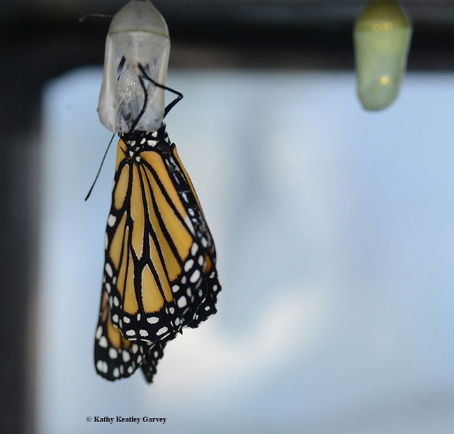 A newly eclosed monarch drying its wings. (Photo by Kathy Keatley Garvey)
