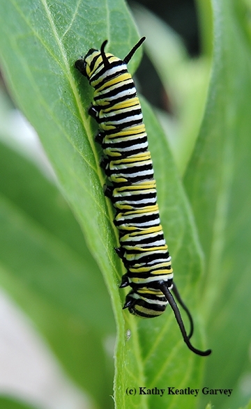 Monarch caterpillar (Photo by Kathy Keatley Garvey)