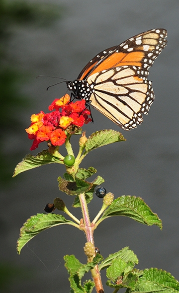 Monarch butterfly (Photo by Kathy Keatley Garvey)