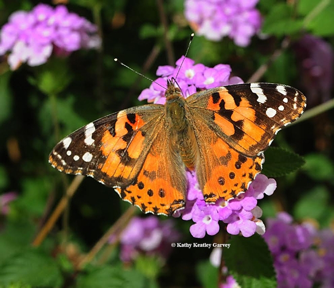 A painted lady, Vanessa cardui, photographed on lantana in Vacaville in 2015. (Photo by Kathy Keatley Garvey)