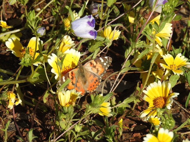 Tidy tips, Layia platyglossa, in the UC Davis Biological Orchard and Gardens (BOG) drew painted ladies, Vanessa cardui, on  Wednesday afternoon. (Photo by Kathy Keatley Garvey)