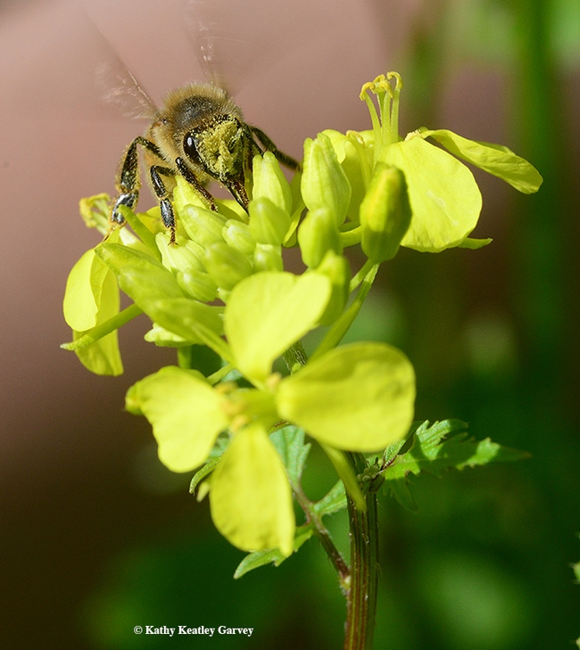 Mustard pollen is to a bee what a milk mustache is to a kid. (Photo by Kathy Keatley Garvey)