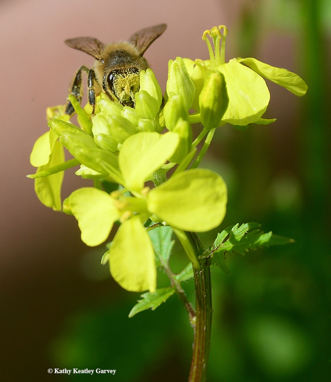The bee is grabbing both pollen and nectar from a mustard blossom. (Photo by Kathy Keatley Garvey)