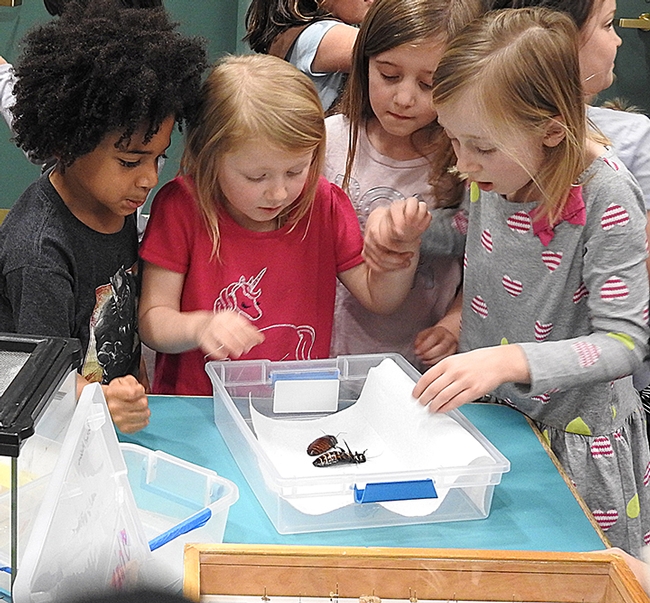 Oh, cool, we get to touch and hold the Madagascar hissing cockroaches! (Photo by Kathy Keatley Garvey)