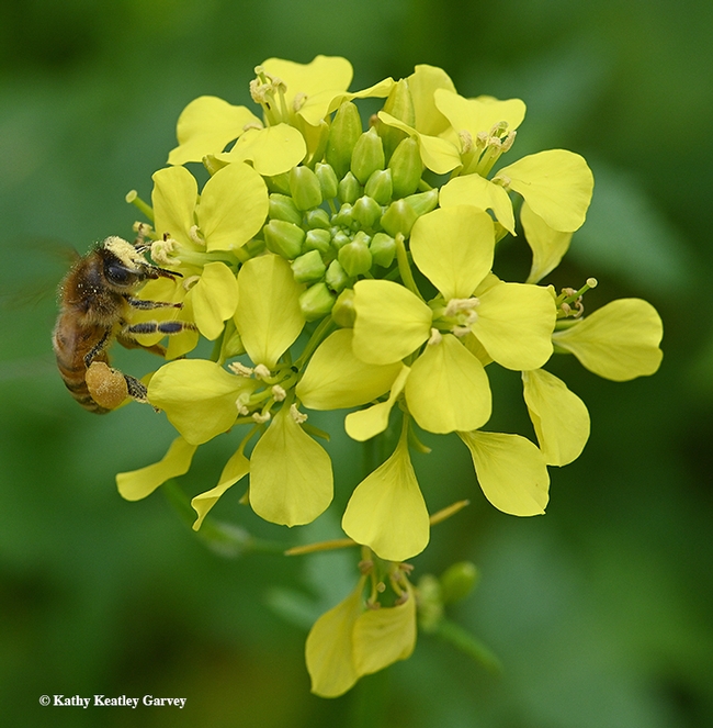 Pollen or nectar? Both please, says the honey bee as she forages on mustard. (Photo by Kathy Keatley Garvey)