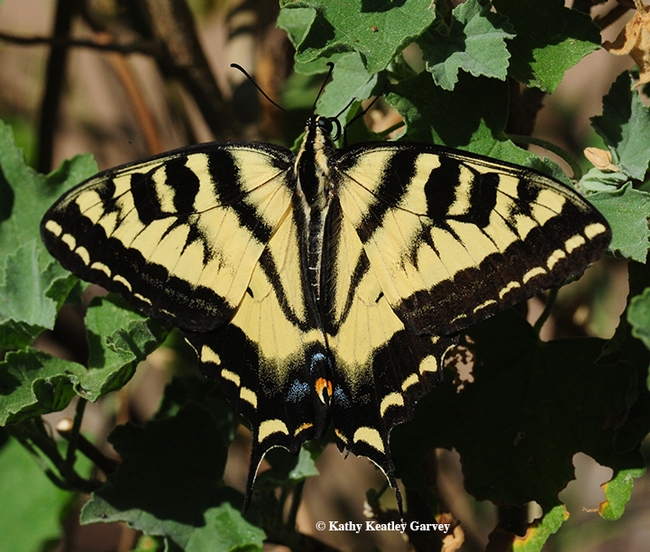 A Western tiger swallowtail, Papilio rutulus, spreads its wings in Vacaville, Calif. (Photo by Kathy Keatley Garvey)