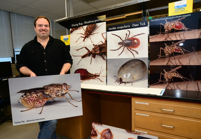 UC Davis medical entomologist Geoffrey Attardo holds one of his images, a tsete fly. He does research on the fly. He also will be showcasing his other images of vectors on UC Davis Picnic Day. (Photo by Kathy Keatley Garvey)