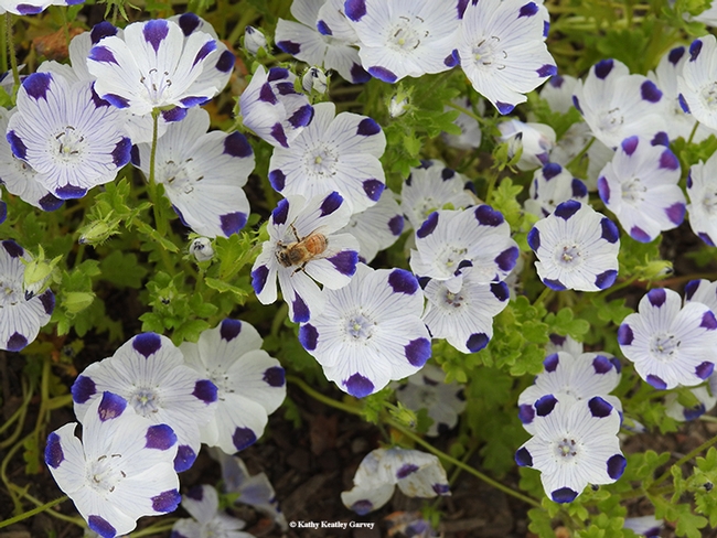Want to see honey bees near the honey tasting? Check out the Biological Orchard and Gardens (BOG), located by the Mann Lab, in back of Parking Lot 26.  Here a honey bee is nectaring on five-spot flowers, Nemophila maculata.  (Photo by Kathy Keatley Garvey)