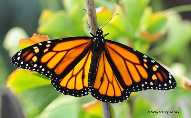 A male monarch seeking nectar in Vacaville, Calif. (Photo by Kathy Keatley Garvey)