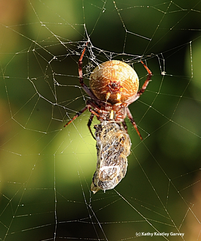 An orbweaving spider wraps its prey, a honey bee. (Photo by Kathy Keatley Garvey)