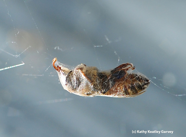 It's a wrap. A honey bee encased in a spider web. (Photo by Kathy Keatley Garvey)