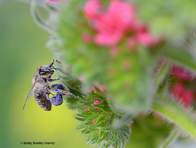 A honey bee packing blue pollen from the tower of jewels, Echium wildpretii. (Photo by Kathy Keatley Garvey)