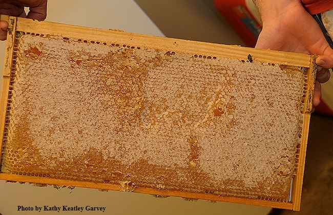 A frame of honey from the Harry H. Laidlaw Jr. Honey Bee Research Facility. (Photo by Kathy Keatley Garvey)
