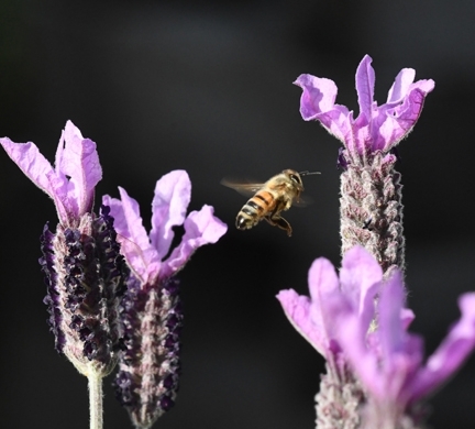 A honey bee buzzes through Spanish lavender. (Photo by Kathy Keatley Garvey)