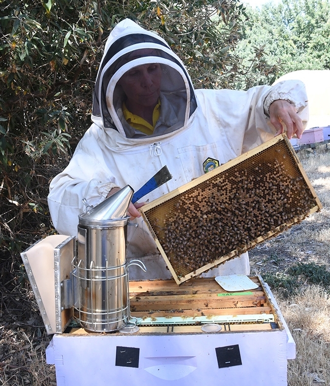 Beekeeper Wendy Mather, program manager of the California Beekeeper Program, examines a frame at the Harry H. Laidlaw Jr. Honey Bee Research Facility, UC Davis. She will be among those answering questions at the California Honey Festival. (Photo by Kathy Keatley Garvey)