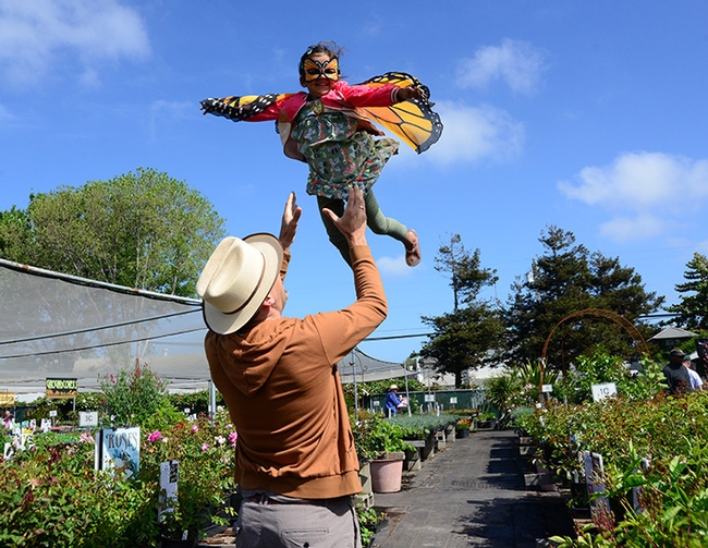 Pollinator Posse member, Seth Newton Patel of Oakland watches his 4-year-old daughter Saathiya Patel, 4, dressed as a monarch butterfly, take flight.  (Photo by Kathy Keatley Garvey)