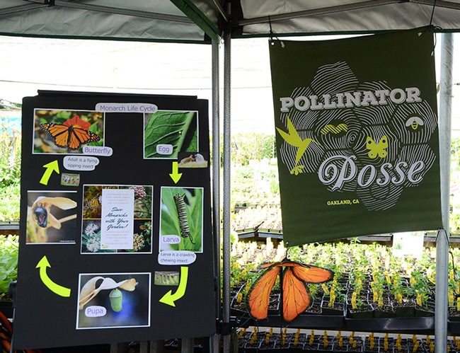 Part of the Pollinator Posse's display at the third annual Butterfly Summit. (Photo by Kathy Keatley Garvey)