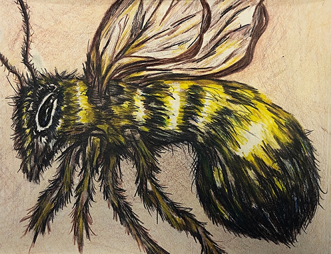 Dixon 4-H'er Madeline Giron sketched this color pencil drawing of a bee, on display in the Youth Building (Denverton Hall) at the Dixon May Fair. (Photo by Kathy Keatley Garvey)