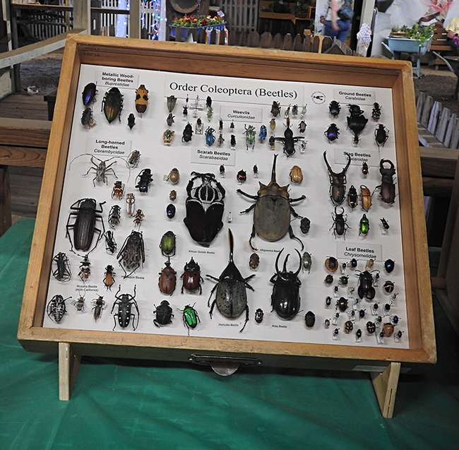 Specimens from the order Coleoptera (beetles) fascinated many fairgoers at the Dixon May Fair. (Photo by Kathy Keatley Garvey)