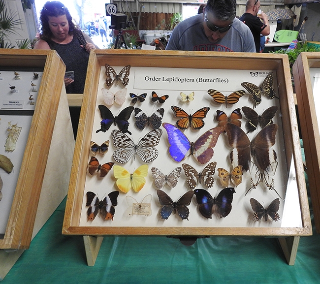 Butterfly specimens from the order Lepitoptera (butterflies and moths) brightened the Bohart Museum of Entomology display at the Dixon May Fair. (Photo by Kathy Keatley Garvey)