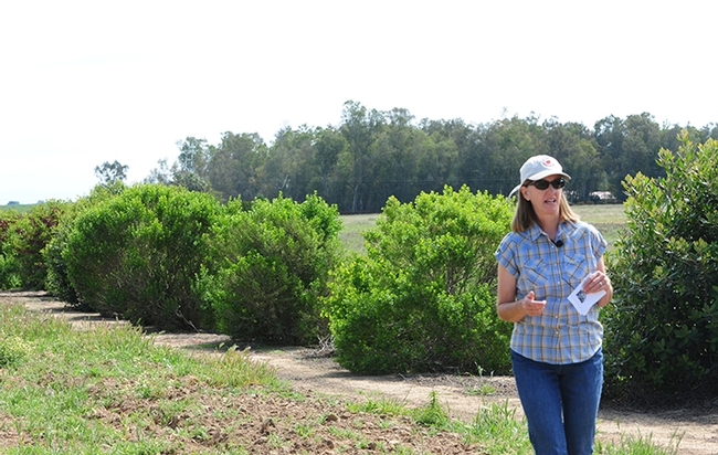 Rachael Long, UCCE farm advisor, leads a tour of her  family farm in Yolo County in  April of 2015. 