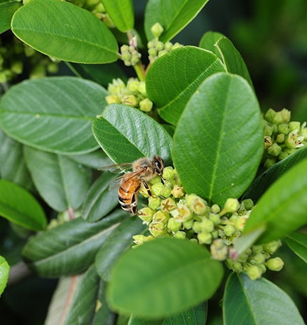 Hedgerows attract pollinators. Here a honey bee nectars on a coffeeberry, Frangula californica. (Photo by Kathy Keatley Garvey)