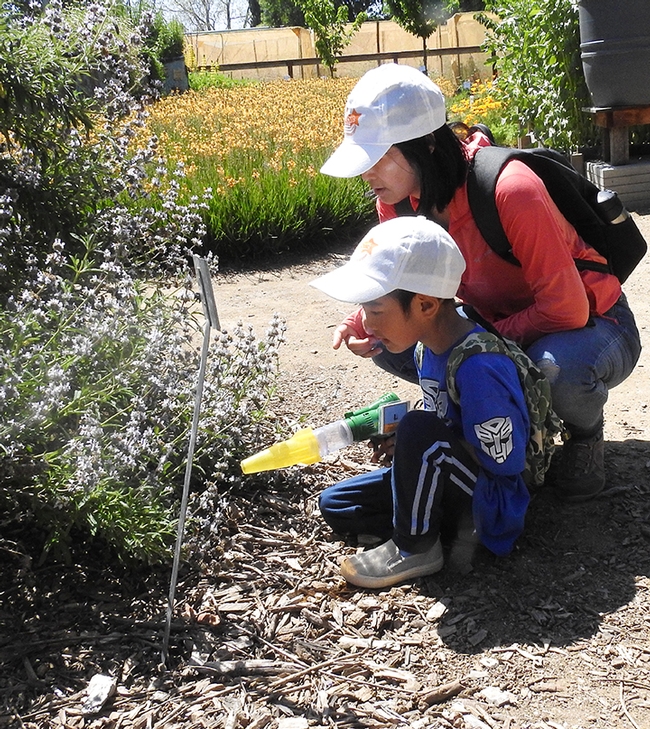 UC Davis employee Chunying Xu with her son, Andy, look for bees in the bee garden. (Photo by Kathy Keatley Garvey)