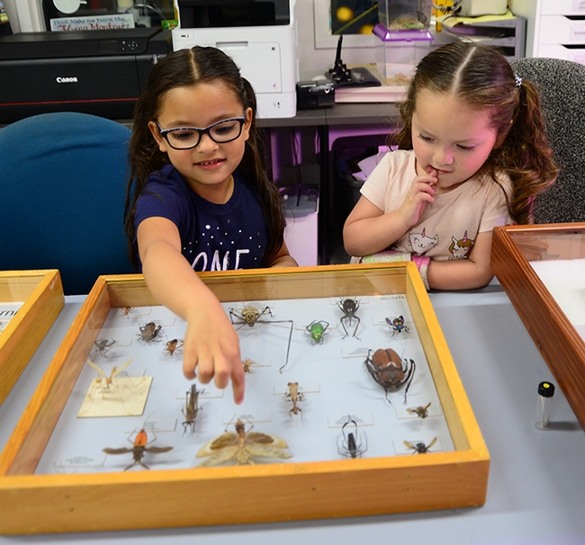 Ximena Aranda, 6, and her sister, Isabella, 3, check out the insect specimens at the Bohart Museum of Entomology. Their mother, Laura Aranda, works with the administrative Orange Cluster, which serves the UC Davis Department of Political Science and the Department of Communication and Linguistics. (Photo by Kathy Keatley Garvey)
