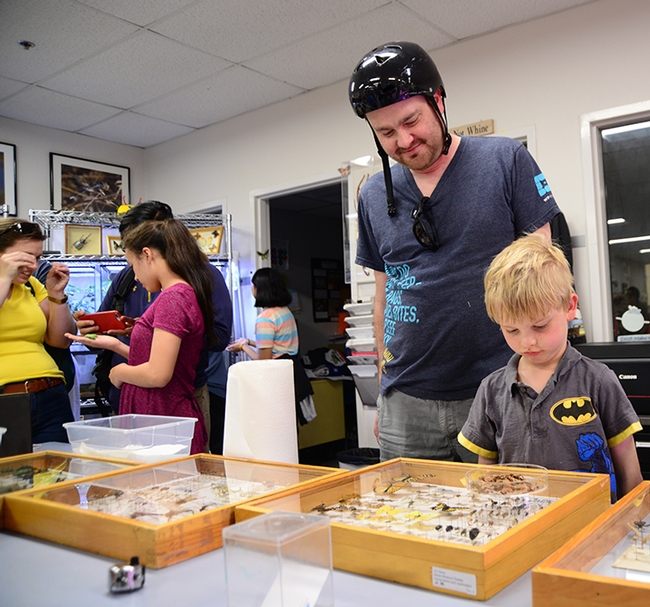 Simon Dvorak, who works with UC Davis Academic Technology Services, visited the Bohart Museum of Entomology with his son Max, 7. (Photo by Kathy Keatley Garvey)