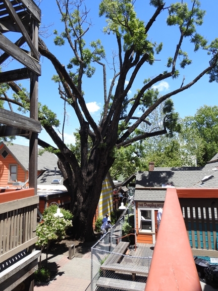 This black walnut tree on the 100 block of E Street in Davis, Calif., is dying of thousand cankers disease. (Photo by Kathy Keatley Garvey)
