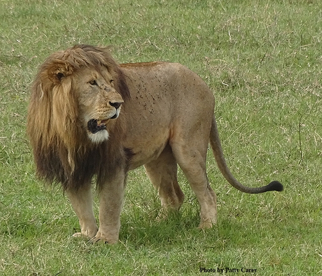 An African lion,  an image captured by Patty Carey of Davis.