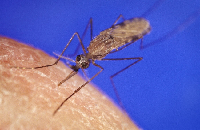Anopheles gambiae, the malaria mosquito. (Public health image by James Gathany)