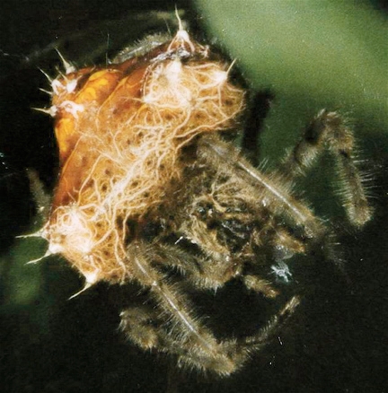 This bolas spider, Cladomelea debeeri, was discovered in Pietermaritzburg (South Africa)in 2000 at a house Millikan road in the suburb of Prestbury by John Roff. (Courtesy of Wikipedia)