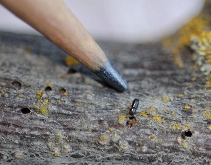 This is the tiny walnut twig beetle, about half the size of a grain of rice. UC Davis doctoral student Jackson Audley investigates behavioral chemicals that repel the walnut twig beetle from landing on English walnut trees. (Photo by Kathy Keatley Garvey)