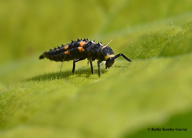 Close-up of a larva of a lady beetle (aka ladybug). (Photo by Kathy Keatley Garvey)