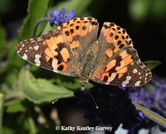 A painted lady, Vanessa cardui, is often mistaken for a monarch. (Photo by Kathy Keatley Garvey)
