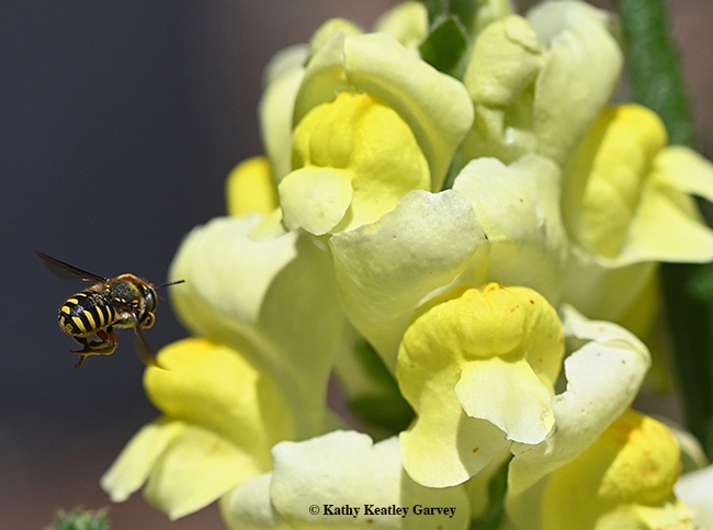 The European wool carder bee is about the size of a honey bee. (Photo by Kathy Keatley Garvey)