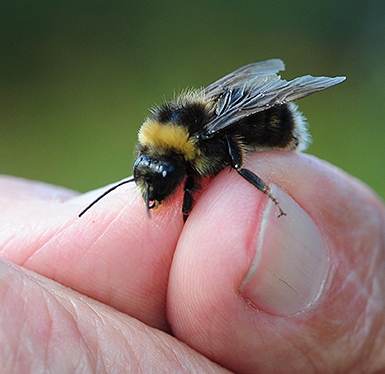 This is the rarely seen Bombus occidentalist, being held by Robbin Thorp. Meetings are underway for this species to be placed on the Endangered Species List. (Photo by Kathy Keatley Garvey)